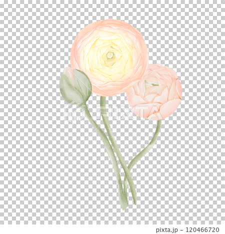 Bouquet of Ranunculus Flowers. Watercolor Hand drawn floral illustration in peach colors isolated on white background. Botanical art for invitations, cards, posters. 120466720