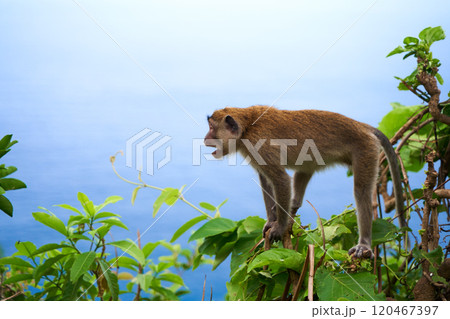 A monkey sits on a tree with a view of the ocean and a cliff on the island of Nusa Penida. 120467397