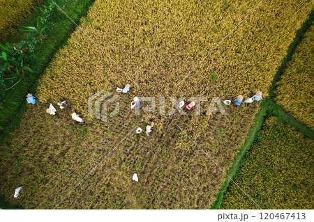 Photo from the drone flying over a rice field at harvest time. A group of people are mowing rice with sickles and putting it into bags. 120467413