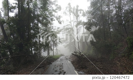 A road in the mountains in the fog after a storm. Around and on the way are broken trees and branches after a volcanic eruption. 120467472