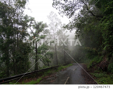 A road in the mountains in the fog after a storm. Around and on the way are broken trees and branches after a volcanic eruption. A road in the mountains in the fog after a storm. Around and on the way are broken trees and branches after a volcanic eruption. 120467473