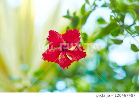 Red tropical hibiscus flower in a green garden. 120467487