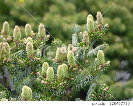 Close-Up of Korean Fir Tree With Young Pine Cones 120467739