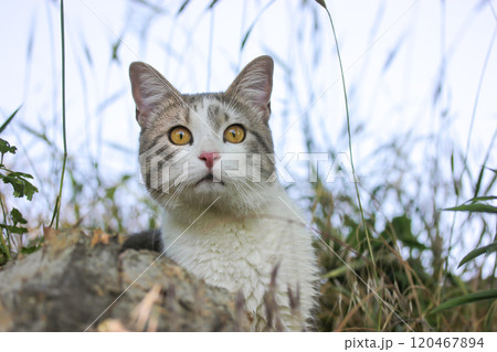 Bicolor white gray surprised male cat with yellow eyes hiding in grass watching into distance. Feline hunting outdoor. Feline portrait. Serious muzzle Bicolor white gray surprised male cat with yellow eyes hiding in grass watching into distance. Feline hunting outdoor. Feline portrait. Serious muzzle 120467894