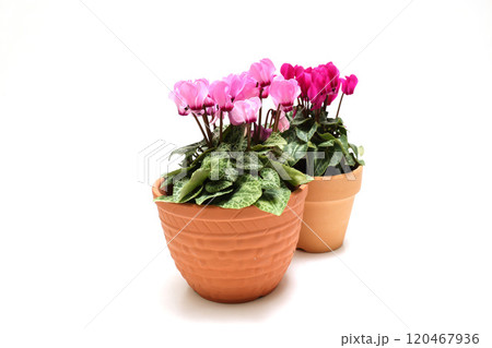白背景の植木鉢に植えたガーデンシクラメン 白背景の植木鉢に植えたガーデンシクラメン 120467936