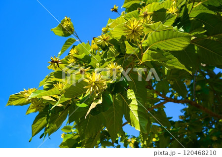 カンレンボク 120468210