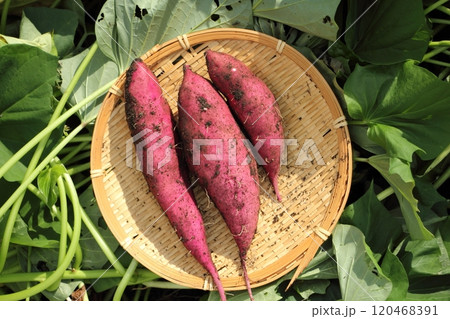 収穫したサツマイモ 120468391