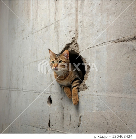 壁穴から身をのりだしているキジトラ猫 壁穴から身をのりだしているキジトラ猫 120468424