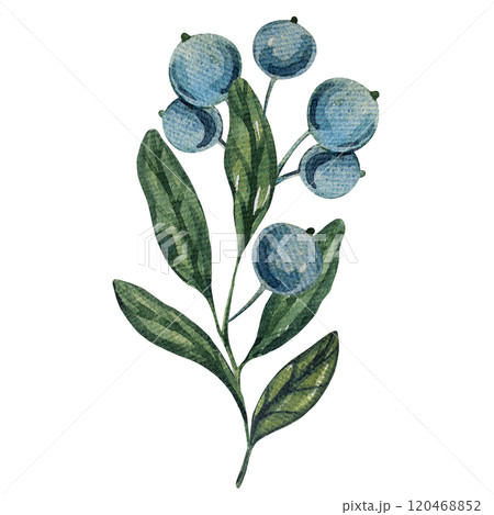 Watercolor blueberry branches, botanical illustration featuring green leaves and berries. Ideal for natural designs, organic products, or decor. Soft, detailed, and realistic artwork. 120468852