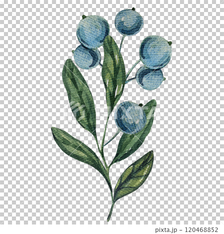 Watercolor blueberry branches, botanical illustration featuring green leaves and berries. Ideal for natural designs, organic products, or decor. Soft, detailed, and realistic artwork. 120468852