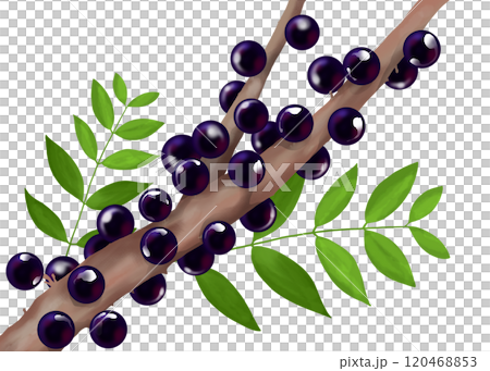 Jaboticaba 樹與果實 120468853