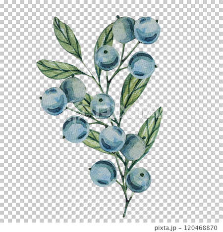 Watercolor blueberry branches, botanical illustration featuring green leaves and berries. Ideal for natural designs, organic products, or decor. Soft, detailed, and realistic artwork. 120468870