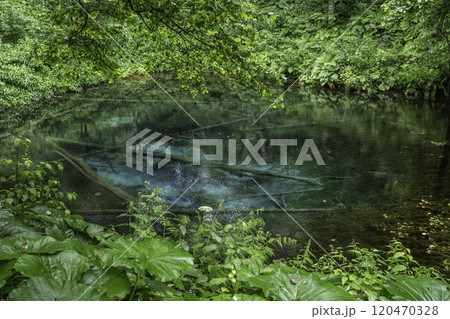 神秘の神の子池 120470328