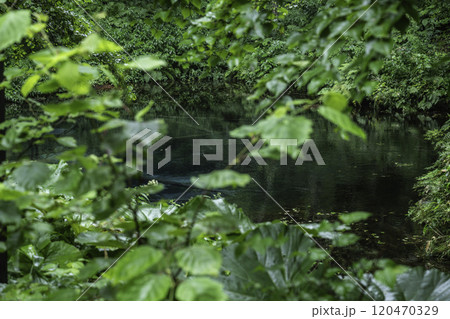 神秘の神の子池 120470329