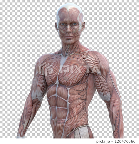 Muscle specimen male perming 3DCG illustration material 120470366