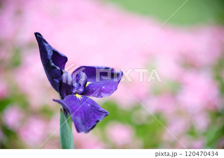 青紫の美しいアヤメの花 120470434
