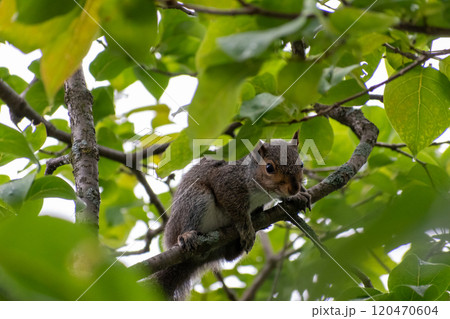 An Eastern Gray Squirrel hanging out in a tree on alert looking for predators. An Eastern Gray Squirrel hanging out in a tree on alert looking for predators. 120470604