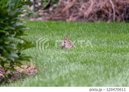 A young small rabbit chills in the green backyard grass looking for predators. A young small rabbit chills in the green backyard grass looking for predators. 120470611