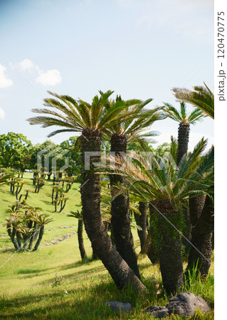 初夏を迎えた元気なソテツ 120470775