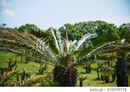 広がるソテツの葉っぱ 120470776