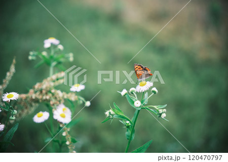 ハルジオンにとまるベニシジミチョウ 120470797