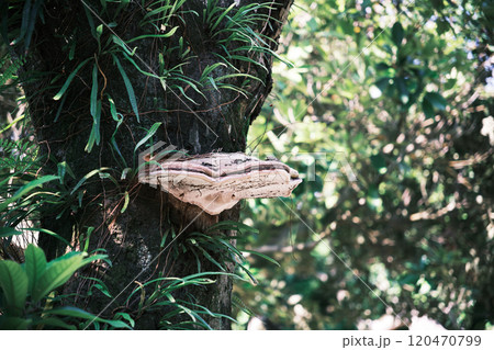 木から生える猿の腰掛け 木から生える猿の腰掛け 120470799