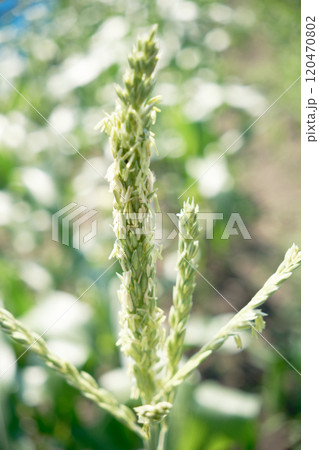 光を浴びるとうもろこしの雄花 光を浴びるとうもろこしの雄花 120470802