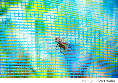 網を上るコオロギ 網を上るコオロギ 120470808