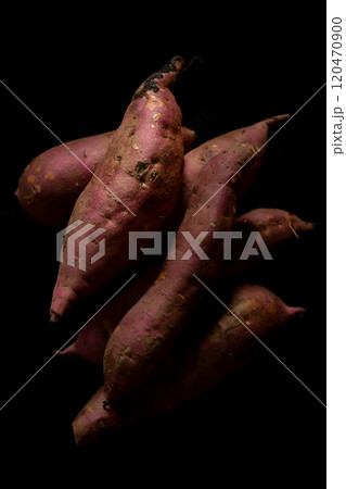 収穫したサツマイモ 収穫したサツマイモ 120470900