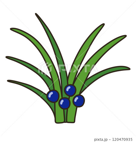 タマリュウ タマリュウ 120470935