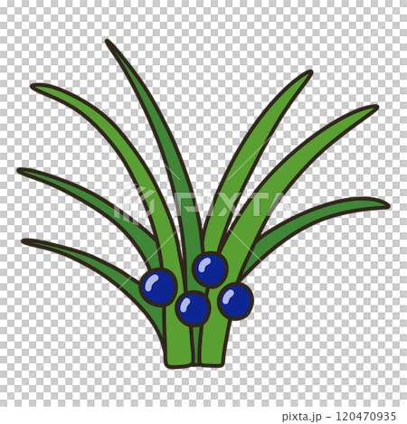 タマリュウ タマリュウ 120470935