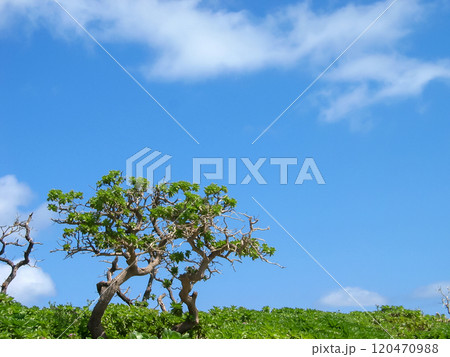 沖縄の秘境　多良間島の風景　宮古島 120470988