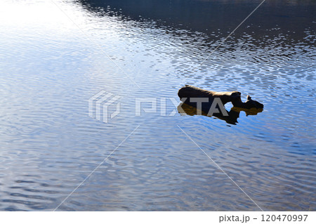 湖に浮ぶ倒木　赤城大沼　湖畔からの風景 120470997