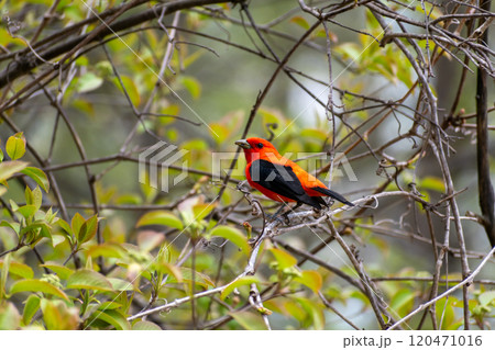 A beautiful Scarlet Tanager with Black and Orange Plumage Perched on a branch. A beautiful Scarlet Tanager with Black and Orange Plumage Perched on a branch. 120471016