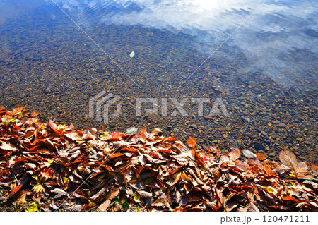 湖の岸辺 枯葉の秋模様 赤城大沼 湖畔の風景 湖の岸辺 枯葉の秋模様 赤城大沼 湖畔の風景 120471211