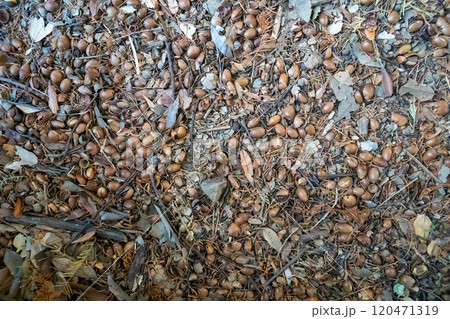 地面のどんぐり 120471319