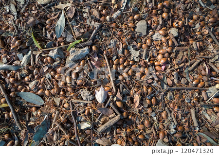 地面のどんぐり 120471320