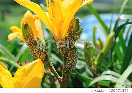 畑の害虫　アブラムシ 120471345