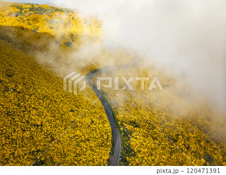 Aerial view of road among Cytisus blooming shrubs near Pico do Arieiro, Portugal 120471391