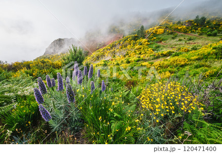 Madeira landscape with Pride of Madeira flowers and blooming Cytisus shrubs, Portugal 120471400