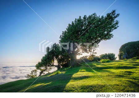 Fanal forest trees on Madeira island, Portugal 120471436