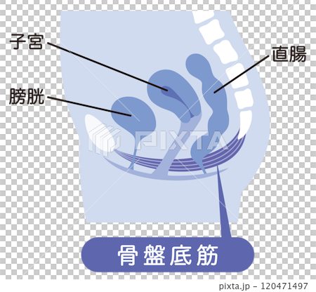 Pelvic floor muscles diagram - urinary incontinence 120471497