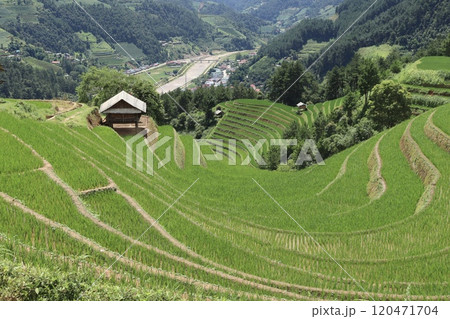 ムーカンチャイが誇る棚田 120471704