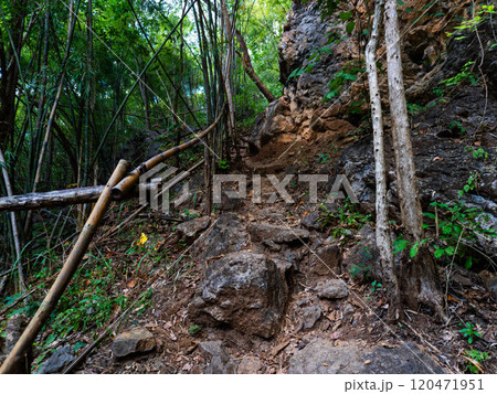 Stony path through a tropical forest in sunny weather. 120471951
