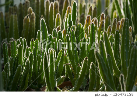 光るサボテンの林・鐘楼閣・スタぺリア 120472159