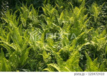 日を浴びるクサソテツの群落 日を浴びるクサソテツの群落 120472410