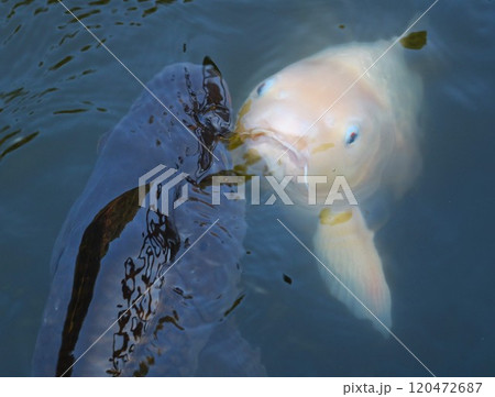 カオスな池 ニシキゴイ 秋の公園 カオスな池 ニシキゴイ 秋の公園 120472687