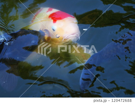 カオスな池 ニシキゴイ 秋の公園 カオスな池 ニシキゴイ 秋の公園 120472688