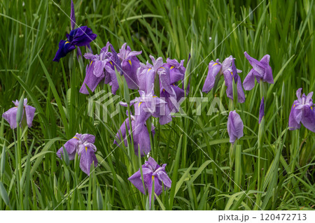 梅雨空の下大輪の花を咲かせる花菖蒲 120472713