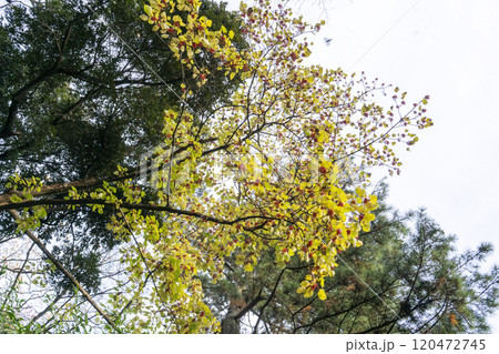 ナンテンのような赤い実をつけるイイギリ 120472745